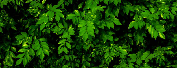 istock Dark green tropical leaf group background panoramic background concept of nature 1415730609