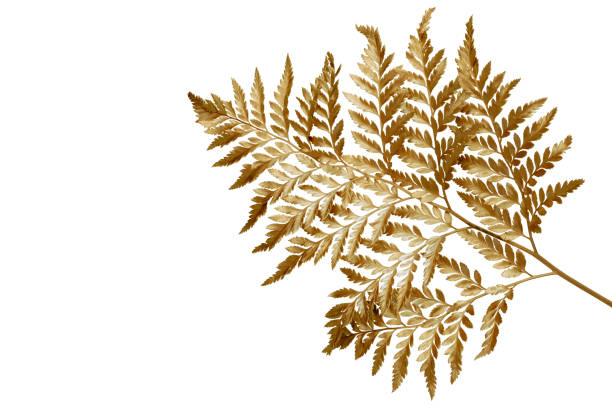 foglie tropicali in colore oro su sfondo spazio bianco. abstract monstera leaf decoration design.percorso di ritaglio - dry leaves foto e immagini stock
