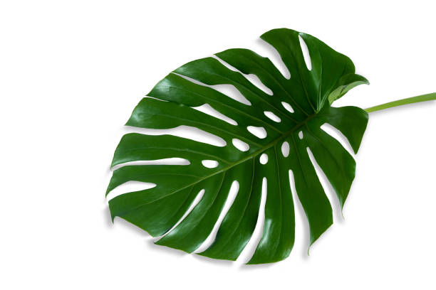 istock Bright green tropical leaves lay on a white background with black shadows. 1415730618