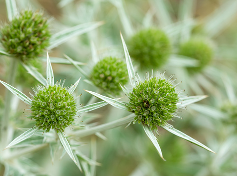 Dandelion seeds and drops close-up