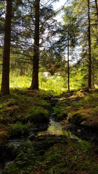 istock a morning in the summer woods 1415732815
