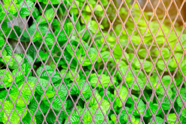 Expanded Metal and pilea nummulariifolia Expanded Metal in iron fence behind pilea nummulariifolia (creeping charlie) selected focus background pilea nummulariifolia stock pictures, royalty-free photos & images