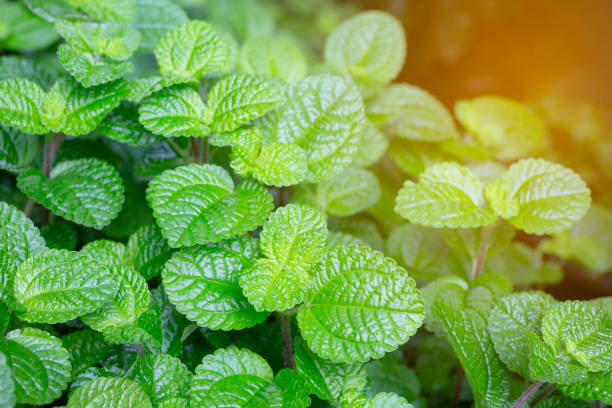 Pilea nummulariifolia Pilea nummulariifolia (creeping charlie) with warm light in the bush background pilea nummulariifolia stock pictures, royalty-free photos & images