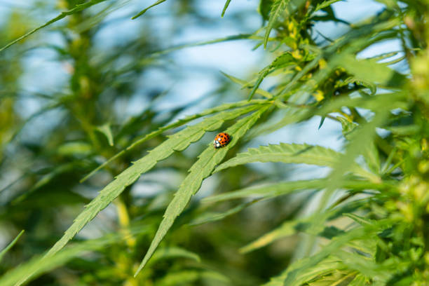ladybug insect on green cannabis leaf, hemp cultivation in outdoor stock photo