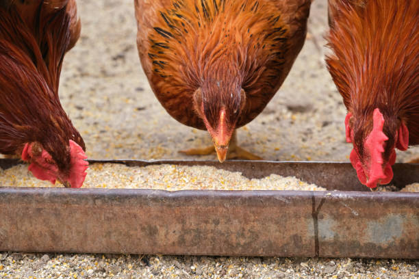 istock close free range organic rural Hen chickens pecking eating grain maize feed tray 1415734973