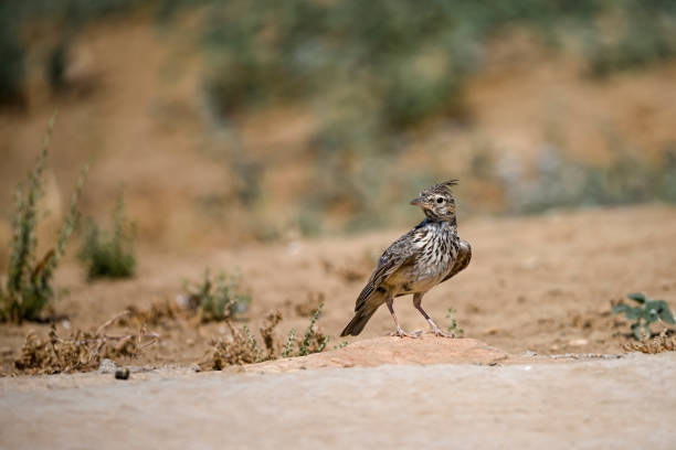 istock Birds in freedom and in their environment 1415735226