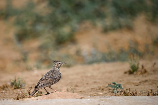 Taxon name: Inland DotterelTaxon scientific name: Peltohyas australisLocation: Bedourie, Queensland, Australia