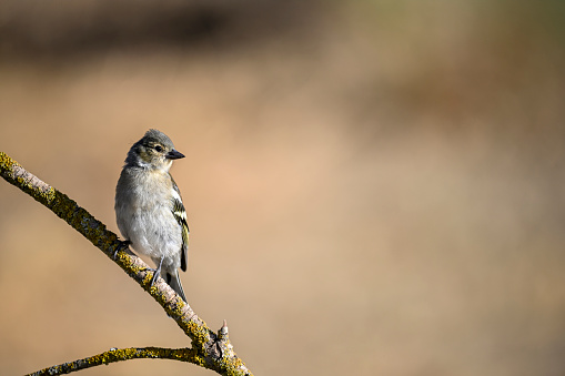 Common finch or Fringilla coelebs - Small passerine bird.