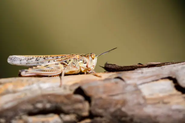 Photo of Dociostaurus maroccanus, commonly known as the Moroccan locust, is a grasshopper in the insect family Acrididae