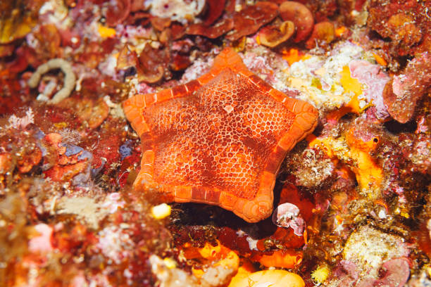 Sea life Underwater sea star - starfish Scuba diver point of view Sea life Underwater sea star - starfish Scuba diver point of view shell starfish orange sea stock pictures, royalty-free photos & images
