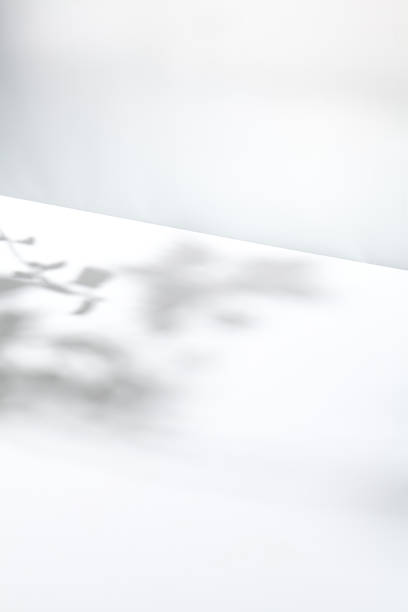 Light background with harsh shadows of tree branch. Aesthetic white background with empty place. Summer light backdrop. Nature and shadows mock up. Simple mockup. Poster presentation with shadows.