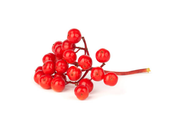 istock viburnum branch isolated on white background. red berries. 1415738192