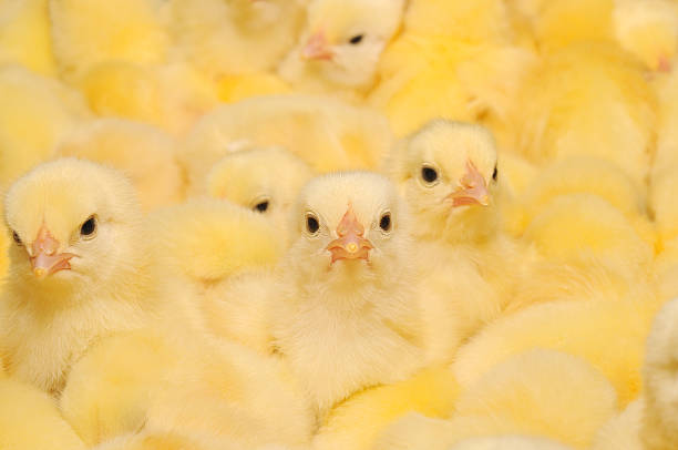 istock Group of Baby Chicks 141573840