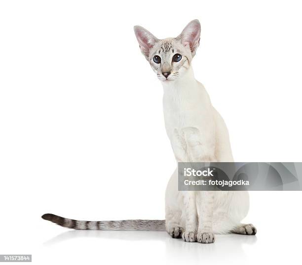 Oriental Blue Point Siamese Cat Stock Photo - Download Image Now - Animal, Cute, Domestic Cat