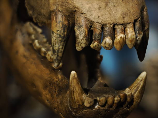 bear teeth