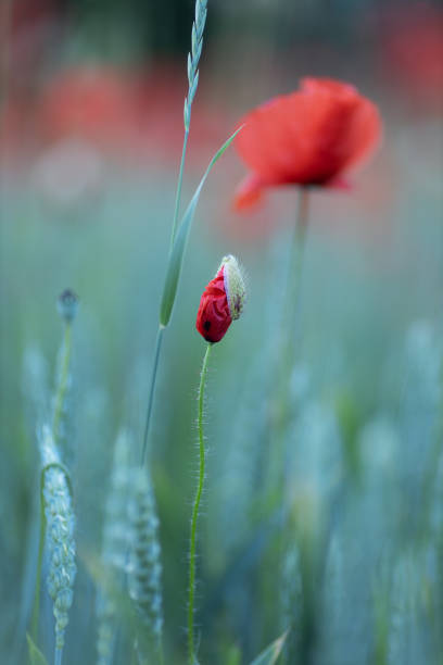poppy just before bud opening in a poppy field stock photo