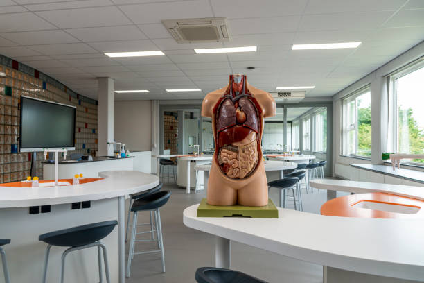 Empty science classroom. Empty classroom with Anatomical model, gymbal shot biology class stock pictures, royalty-free photos & images