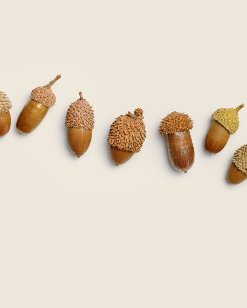 istock Acorns pattern from painted golden color on beige background. Autumn time minimal concept. Fall harvest season, autumnal natural materials. Trend top view flat lay, aesthetics fall image 1415741183