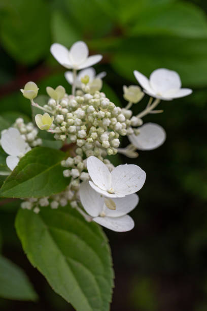 istock Blooming white hydrangea flower macro photography on a summer day. 1415741432