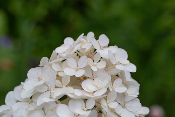 istock Blooming white hydrangea flower macro photography on a summer day. 1415741568