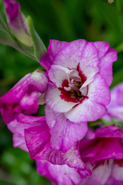 flor de gladiolus roxo em uma macro fotografia de verão. - gladiolus flower floral pattern single flower - fotografias e filmes do acervo