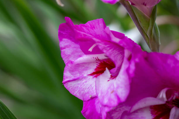 fleur de glaïeul violet lors d’une macrophotographie d’un jour d’été. - gladiolus flower floral pattern single flower photos et images de collection