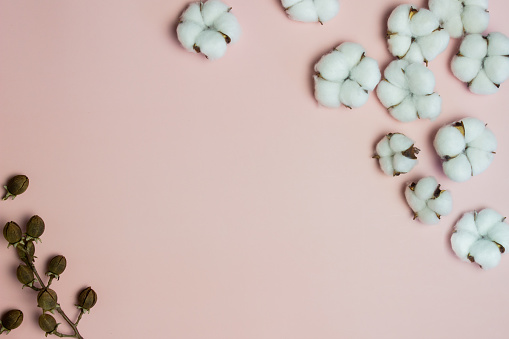 Cotton flowers and natural seeds over the pink background with copy space.