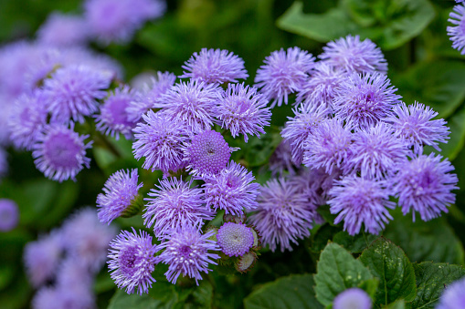 Purple fluffy flowers of ageratum on a sunny summer day macro photography. Blooming blueweed garden flower with lilac bushy tubular petals closeup photo in summertime.