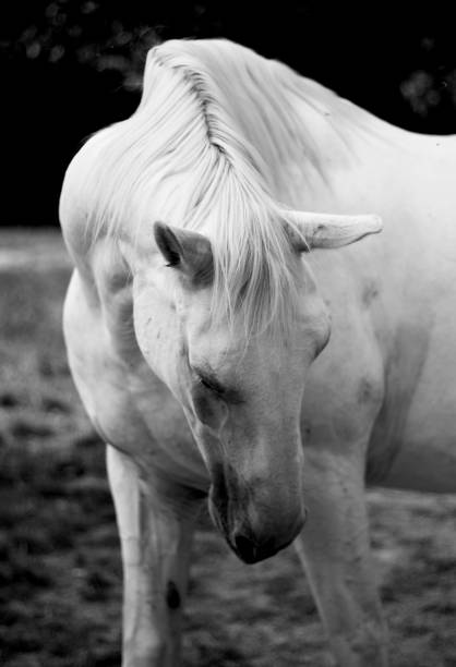 istock White horse in the field 1415745059