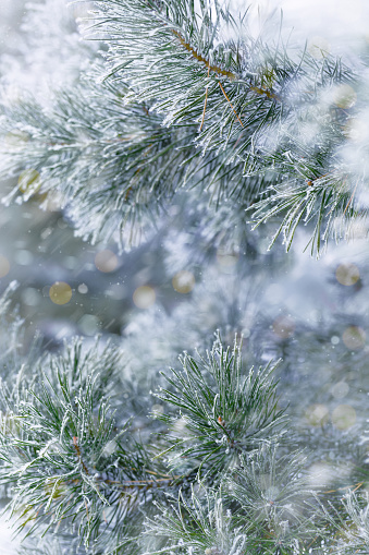 Pine tree branches are covered frost, nature winter background, snowy conifer fir needles close up. Winter seasonal nature background, holiday mood, it is snowing. Soft focus, bokeh and copy space.