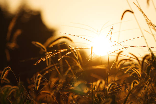 istock Autumn, silver grass shining in the evening sun 1415747254