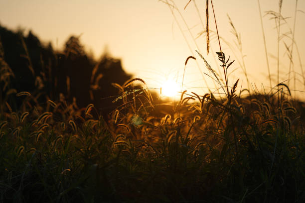 istock Autumn, silver grass shining in the evening sun 1415747582