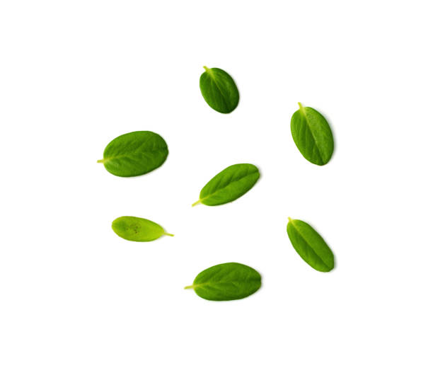 istock Fresh Cowberry Leaves 1415748714