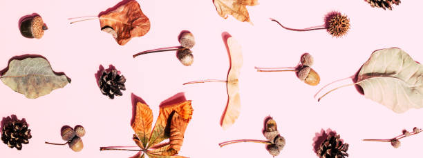 istock Dry leaves on pink background. 1415748996
