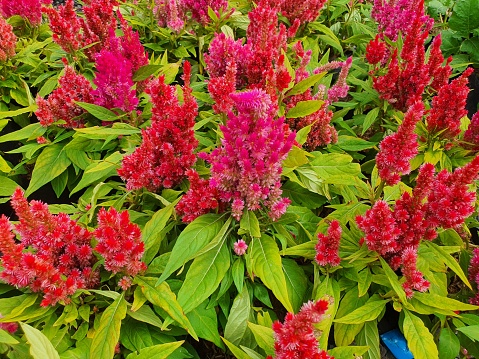 Celosia argentea is a biennial plant. Stems erect, single leaves, inflorescences with small inflorescences with bright colors.