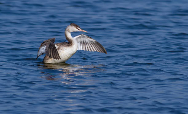 istock Great crested grebe, Podiceps cristatus. Young bird floating on the river, stretches wings 1415749902