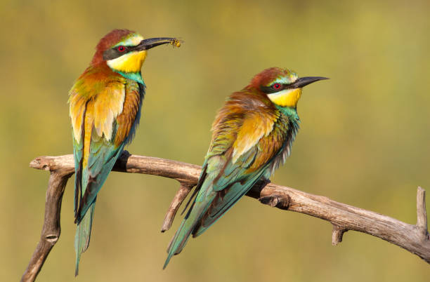 istock Common bee-eater, merops apiaster. Two birds are sitting on a branch 1415750107