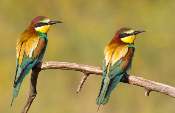 istock Common bee-eater, merops apiaster. Two birds are sitting on a branch 1415750133