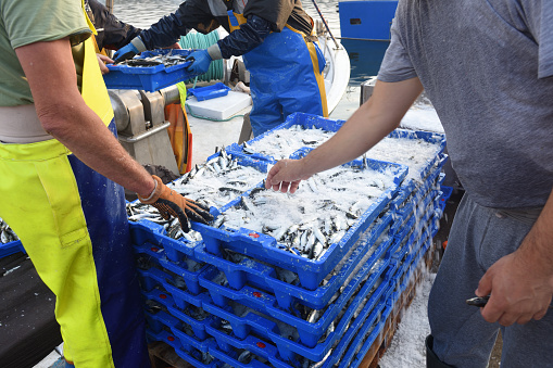 Fresh small sea fish in crates waiting for market delivery. It is on Croatia coast on Mediterranean, Europe.