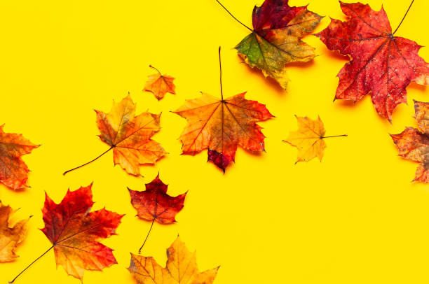 istock Autumn composition. Multicolored green yellow red maple leaves isolated on yellow background. Flat lay, top view, copy space. Fall concept. Autumn background. Creative season layout 1415754445