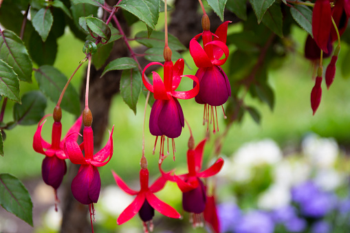Beautiful red fuchsia flowers in the garden close up. High quality photo