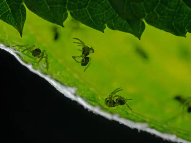 Photo of Young spiders in the nest