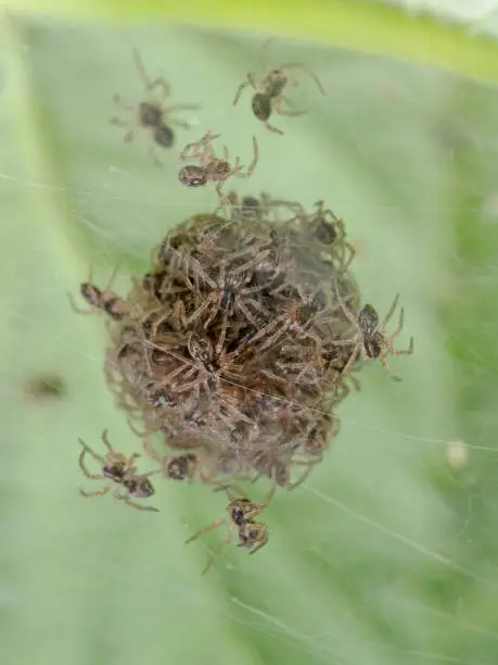 Photo of Young spiders in the nest