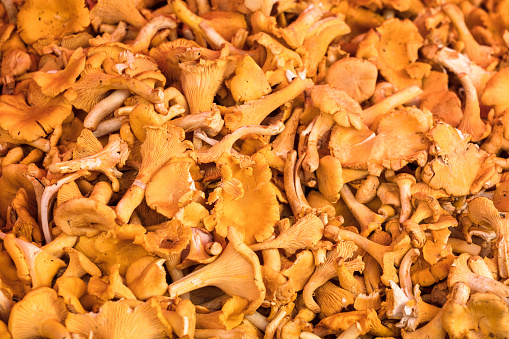 sale of mushrooms on the farm market