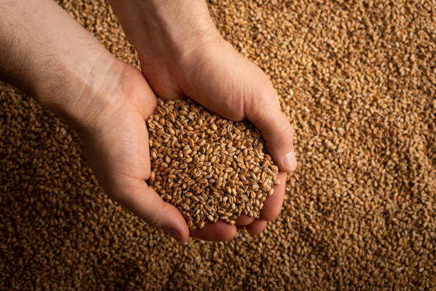istock Human caucasian handfuls with wheat kernels over grain background 1415759056