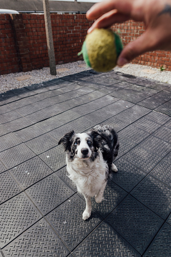 A point of view of a blue Merle Border collie excited to play fetch with his owner. The dog is also an assistance dog for his owner who is a wheelchair user.