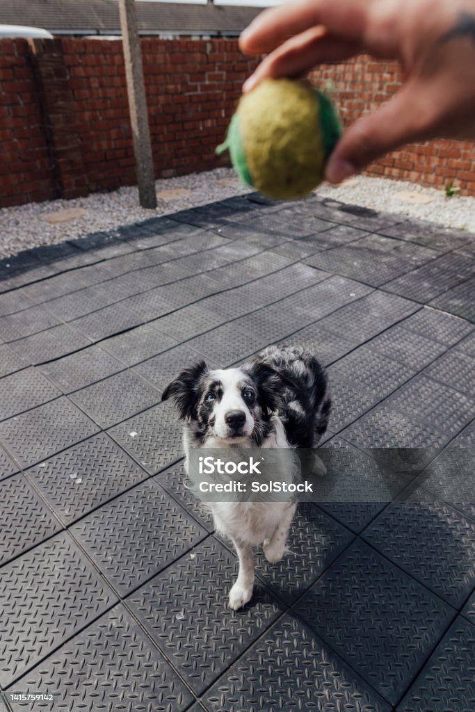 Lets Play Fetch A point of view of a blue Merle Border collie excited to play fetch with his owner. The dog is also an assistance dog for his owner who is a wheelchair user. A Helping Hand Stock Photo