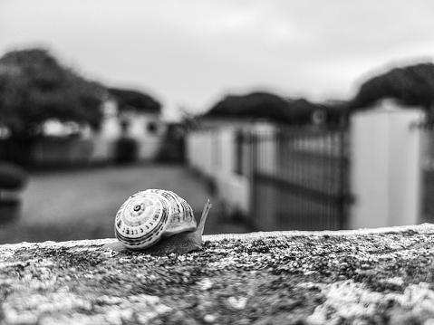 Snail moving across a wall slowly