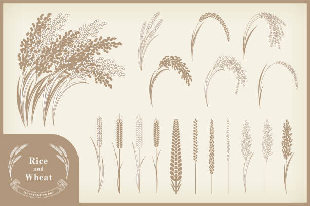 różne zestawy ilustracji ryżu i pszenicy. - cereal plant illustrations stock illustrations
