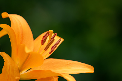 orange lily flower